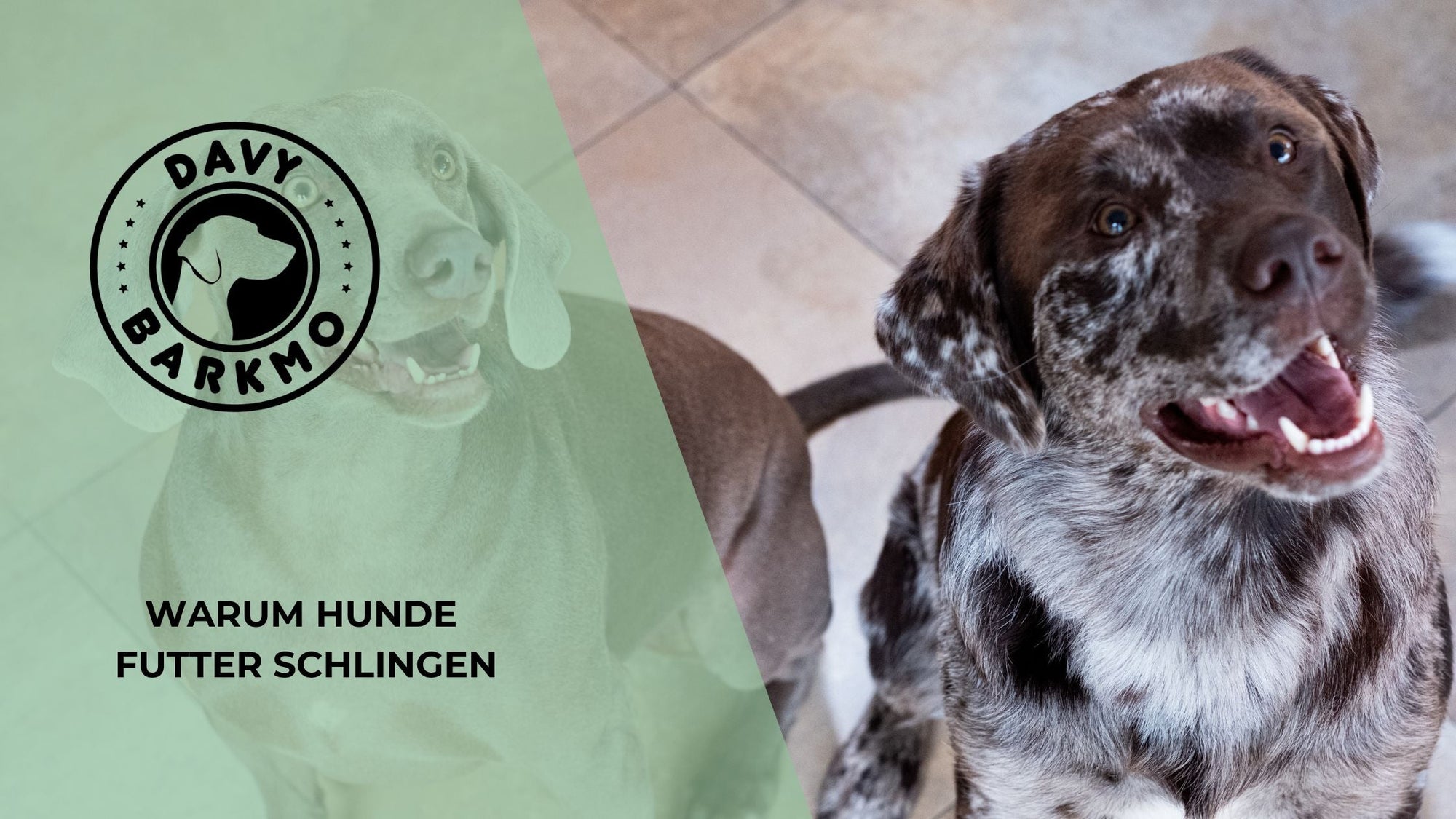 Warum schlingen Hunde? - DavyBarkmo
