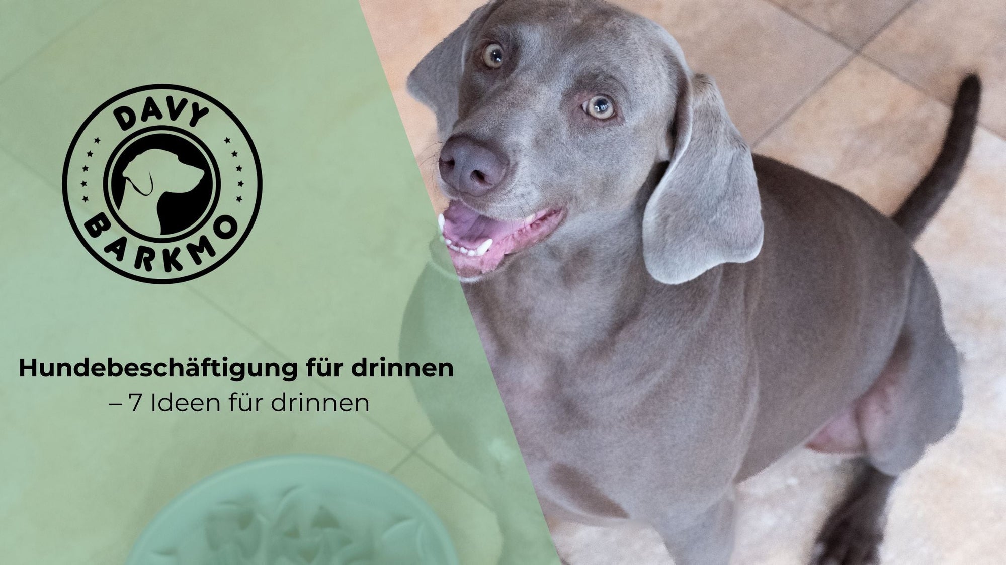 Hundebeschäftigung für drinnen – 7 kreative Ideen