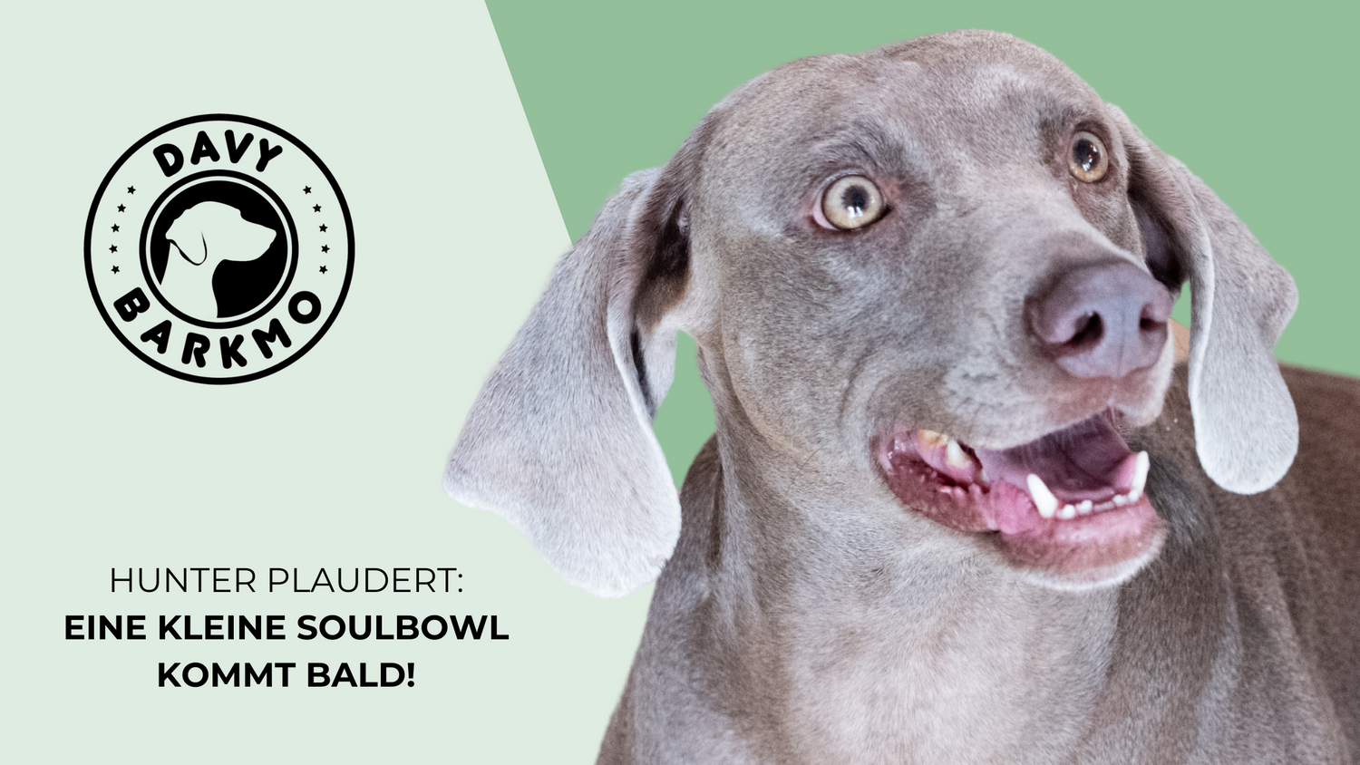 Hunter auf geheimer Lausch-Mission: Eine spannende Neuigkeit für kleine Hunde! - DavyBarkmo