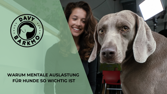 Hund mental auslasten: so gehts am einfachsten! - DavyBarkmo 