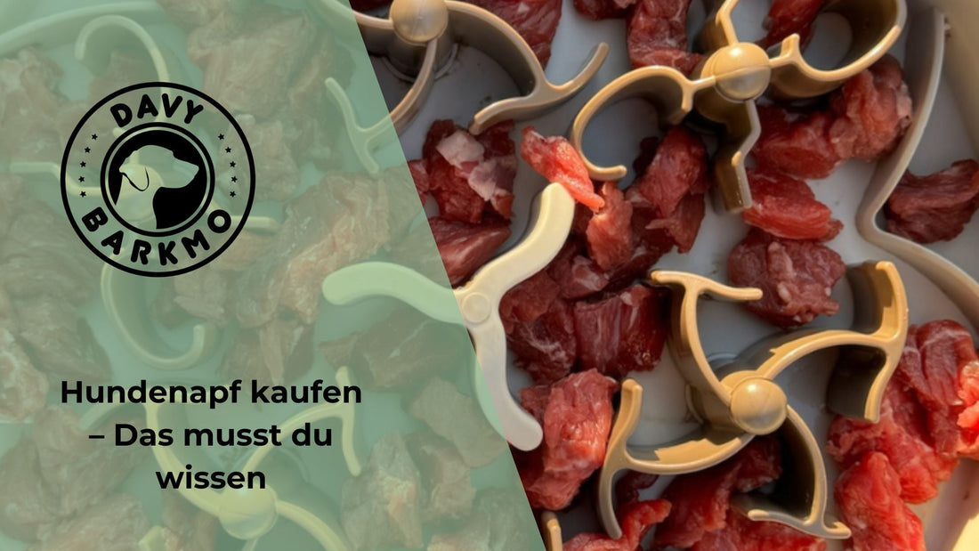 Hundenapf kaufen – Das musst du wissen